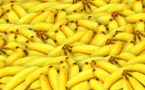 Italie : 1,2 tonne de cocaïne sud-américaine saisie dans un conteneur de bananes