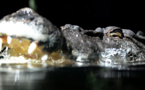 Australie: attaqué par un crocodile, il survit en lui mettant le doigt dans l'oeil