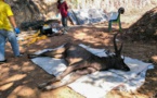 En Thaïlande un cerf sauvage découvert mort avec l'estomac plein de plastiques