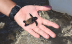 Sur une île tunisienne, une initiative inédite pour aider à protéger les tortues