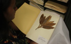 Herbier de Polynésie, un trésor insoupçonné
