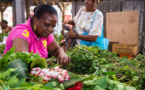 En Martinique, les plantes médicinales se modernisent pour soigner les maux