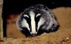 "Vive le blaireau!", au secours d'une espèce menacée méconnue