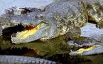 Les crocodiles se déchaînent en Australie