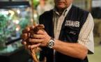 Des centaines d'animaux et objets issus d'espèces protégées saisis à Roissy