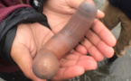 Pêche miraculeuse: des "poissons pénis" apparaissent sur une plage californienne
