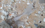 Le texte anti-plastique dans les tuyaux