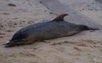 Le Pérou enquête après l'échouage de près de 900 dauphins sur ses côtes