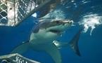 Le tourisme lié aux requins, une manne pour Fidji