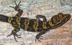 Découverte d’un gecko « bourdon » en Papouasie-Nouvelle-Guinée
