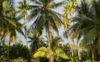 Nuku Hiva: Une touriste décède après avoir reçu une noix de coco sur la tête