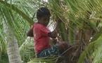 A Fidji, les adolescents grimpent aux cocotiers, mais préfèreraient l'école