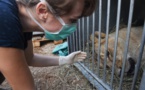 Une jeune lionne d'Asie est morte au muséum de Besançon, où elle était née en 2014