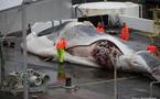 Un conflit social perturbe la chasse à la baleine en Islande