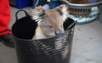 Des dizaines de koalas soignés dans un hôpital de campagne sur l'île Kangourou