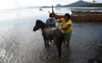 Volcan philippin: des chevaux secourus après une mission dangereuse