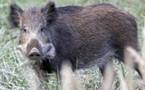 Un retraité dit préférer mourir que de laisser partir son sanglier