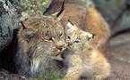 Vaste étude pour estimer le nombre de lynx dans le massif du Jura