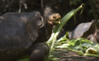 Mission aux Galapagos en quête de tortues géantes sur l'ancienne route des pirates