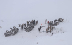 Près de 40 morts dans deux avalanches dans l'est de la Turquie