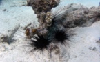 La disparition des oursins met-elle nos coraux en danger ?