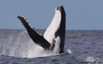 Le respect des baleines à bosser 