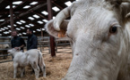 Dordogne: L214 cible un abattoir de veaux, la préfecture ne voit pas de non-conformité