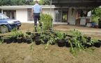 Moorea: saisie de 300 plants de cannabis