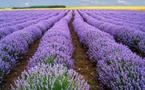 Un fonds de dotation pour protéger la lavande, menacée par une bactérie