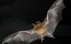 USA: la maladie tueuse de chauves-souris s'étend à une espèce menacée