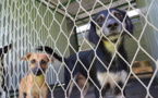 Coronavirus : Restrictions pour l'importation de chiens
