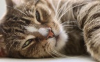 "Aucune preuve" que les animaux domestiques transmettent le coronavirus, selon l'Anses