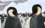 La "dépravation sexuelle" des manchots d'Adélie scandalise un explorateur du 20e siècle
