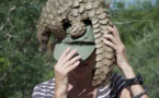 Au Gabon, les ventes de pangolin flanchent avec le coronavirus