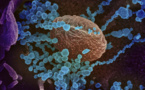 Coronavirus: après la vague de l'épidémie, que se passera-t-il?