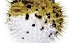 Le poisson globe ou fugu, un plaisir mortel pour les gourmets japonais