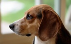 Au Royaume-Uni, des chiens dressés à la recherche du coronavirus