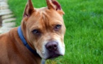 Sous l'effet de la drogue, il apprend à conduire à son pitbull