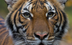 Un tigre d'un zoo de New York testé positif au coronavirus