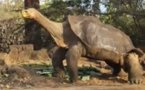 La mort de "Georges" la tortue, unique survivant et symbole des Galapagos