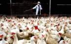 Des poulets contaminés par la grippe aviaire dans le nord-ouest de la Chine