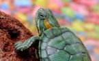 Une sexagénaire promène sa tortue à Rome: 400 euros d'amende