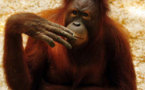 Isolement forcé pour Tori l'orang-outan, fumeuse invétérée