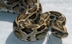 Dispense de peine pour un passionné qui détenait une centaine de pythons