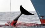 Chasse à la baleine : l’annonce sud-coréenne suscite la vigilance à Canberra et à Wellington