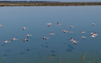En Albanie, les hommes sont partis et les flamants dansent