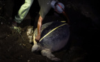 A Mayotte, recrudescence de braconnage de tortues à cause du confinement