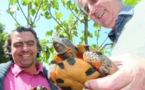 Des tortues Carey munies d'émetteurs satellites relâchées au Salvador