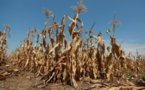 La grave sécheresse qui frappe les Etats-Unis n'est pas près de se terminer