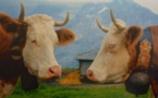 Autriche : des villageois se soulèvent contre les cloches de vache